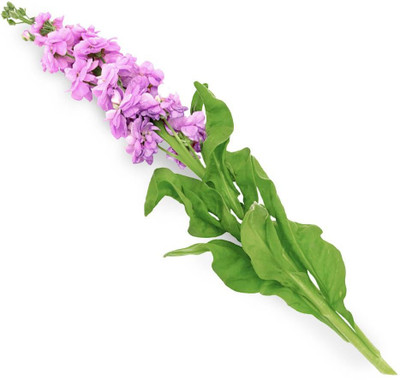 Mozette Stock Seed(30 per packet)