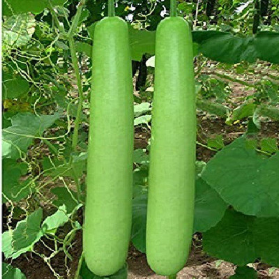 Advance seeds Long Bottle gourd Seed(10 per packet)