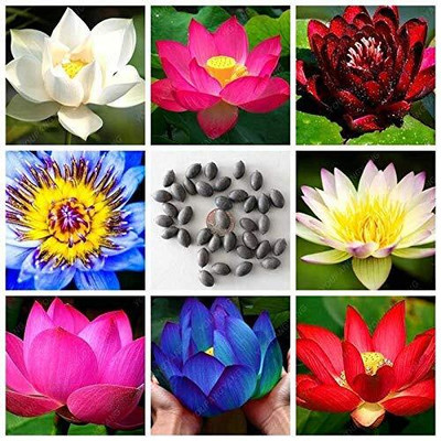 KNESSiN Dwarf Lotus Flower[50 Seeds] Seed(50 per packet)