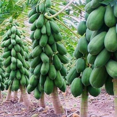 the green dotcom Red lady 786 papaya seed taiwan f1 Seed(600 per packet)