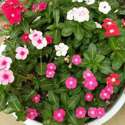 BHUSAN Vinca Dwarf Mix Seed(60 per packet)