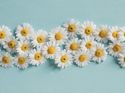 the green dotcom German Chamomile Seed(60 per packet)