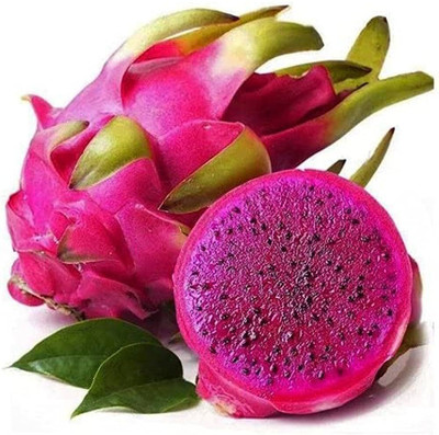 the green dotcom Dragon fruit seeds/Dragon fruit seed 11 Seed(11 per packet)