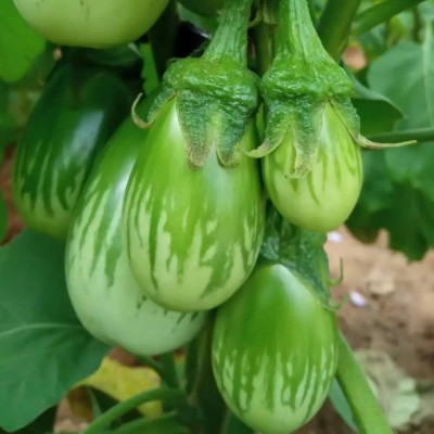 EcoFusion green brinjal seeds Seed(64 per packet)