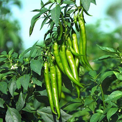 the green dotcom chilli seeds for home gardening/chlli seed 77 Seed(77 per packet)