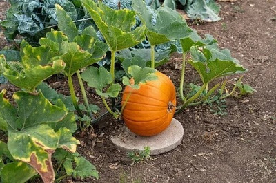 GREENSEA Pumpkin, Kadddu, Kumro Hybrid Seed(65 per packet)