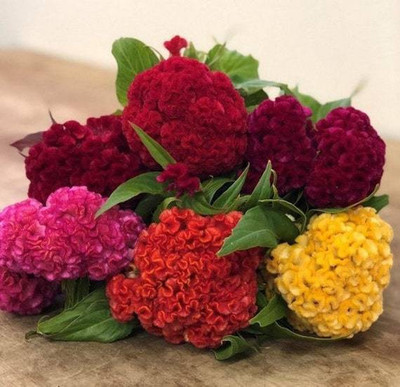 Mozette Cockscomb Seed(45 per packet)