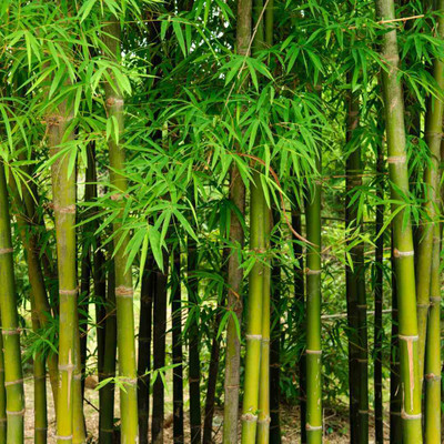 Arshiayat Hybrid bamboo seed for garden Seed(30 per packet)