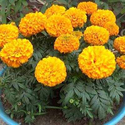 Aywal genda phool ,marigold Seed(4 per packet)
