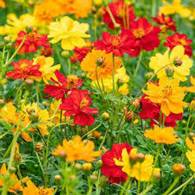 XOLDA Exotic daisy mix Seed(15 per packet)