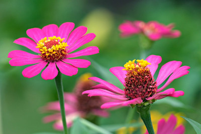 GREENSEA Mixed Colour Zinnia Flower Seed(26 per packet)