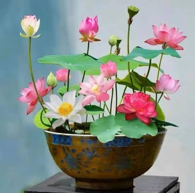 LBS Lotus, Lotus flower seeds, Lotus seeds, Water lily seeds, Kamal, Poddo beej, Flower seeds Seed(20 per packet)