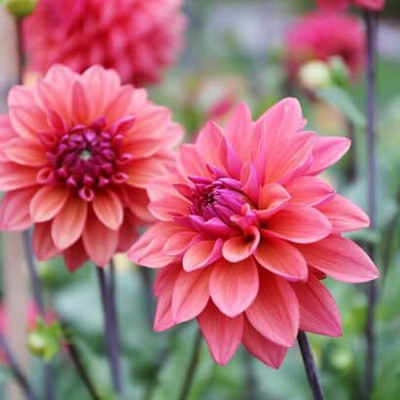 GREENSEA Dahlia mixed flower Seed(60 per packet)