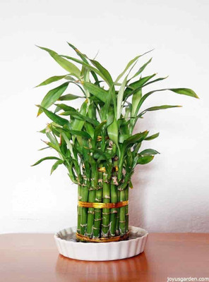 GREENSEA Lucky Bamboo Seed(78 per packet)
