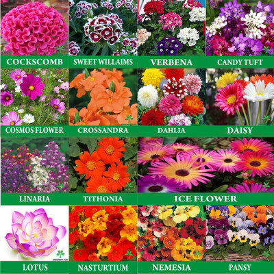Greenery Hub 15-Flower Seeds Combo For Your Home Garden Seed(30 per packet)