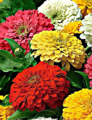Avysa Zinnia Tall Mixed Seeds Seed(15 per packet)