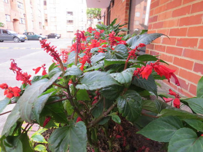 XOLDAA BALSAM FLOWER SEEDS Seed(30 per packet)