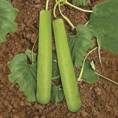 Advance seeds Long Bottle gourd Seed(10 per packet)