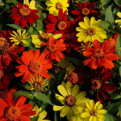 GREENSEA Mixed Colour Zinnia Flower Seed(44 per packet)