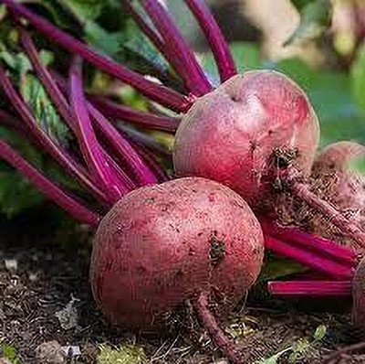 Cloud Farm BEET ROOT/ CHUKANDAR Seed(27 per packet)