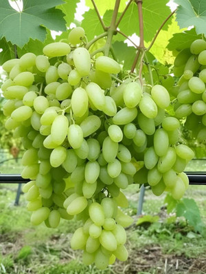 SUAA Green Finger Grape Extra Super Sweet Seed(50 per packet)