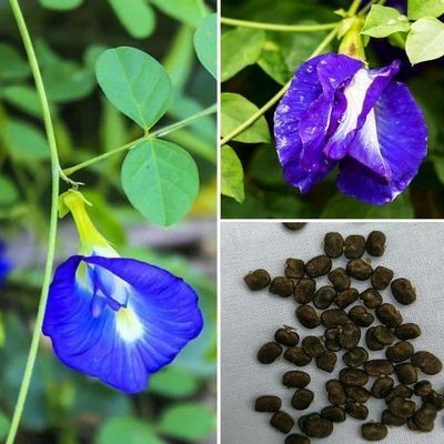 Jui 3 mix color Aparajita, Asian pigeonwings, Nilkantha Flower Seed(80 per packet)