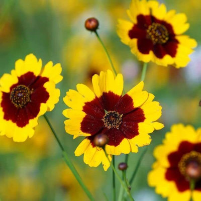 Lorvox Coreopsis Mix Color Flower Seed(145 per packet)