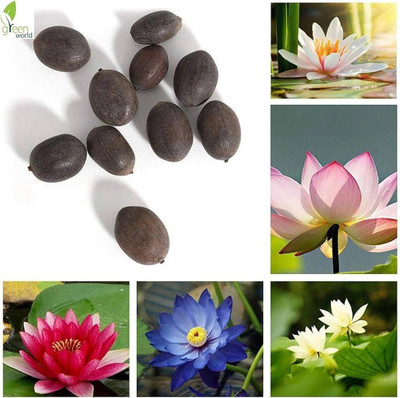DEYS AGRO ™ lotus seeds mix colour,dwarf Seed(26 per packet)