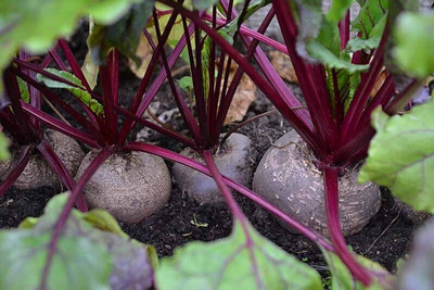 Cloud Farm Beetroot Seed(47 per packet)