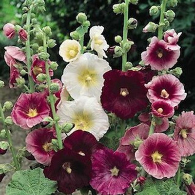 XOLDA Exotic holly hock Seed(19 per packet)