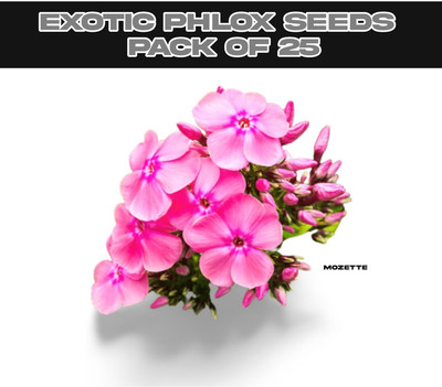 XOLDA Exotic philox seeds Seed(25 per packet)