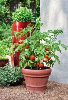 GREENSEA High-Yield Tomato Seeds for Home Garden, Fast Growing Seed(108 per packet)