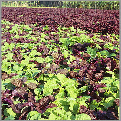 Qualtivate VVI-612 Amaranthus Red-Green mix (Thandu Keerai) Seed(500 per packet)