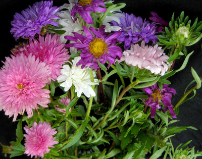 Qausain Aster Mix Seed(26 per packet)