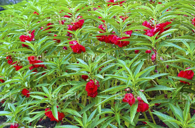 ibains Balsam flower plant not seed Seed(45 per packet)