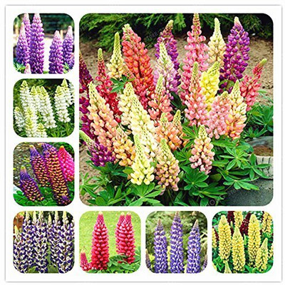 Epazo Lupin Mix Dwarf Flower Seed(24 per packet)