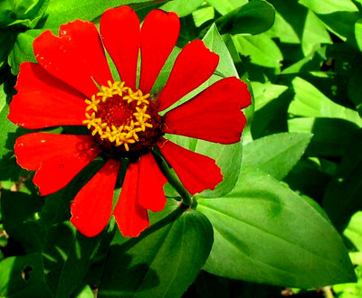GREENSEA Mixed Colour Zinnia Flower Seed(39 per packet)