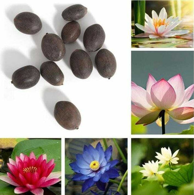 Kingdom Organics Kamal Lotus Seed(20 per packet)