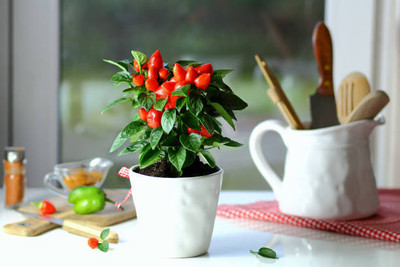 AFARTIOBINA 127 Pc Chilli Seeds Seed(127 per packet)