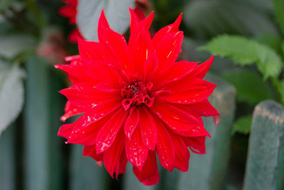 Oliver balsam flower seeds Seed(20 per packet)