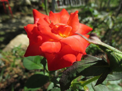 Oliver balsam flower seeds Seed(20 per packet)