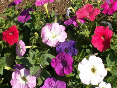 Mozette Petunia Seed(20 per packet)