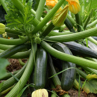 SUAA Zucchini / Squash Vegetable Seed(15 per packet)