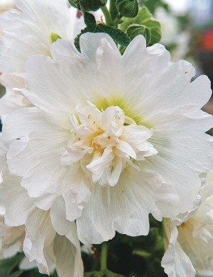 KANAYA Hollyhock Double Mix Seed(60 per packet)