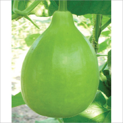 Cloud Farm Hybrid Round Lauki Seed(33 per packet)