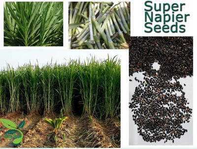 EasySeeds Super Napier Grass,Hybrid Grass,Australian Red Napier Grass,Elephant Grass Seed(10 g)