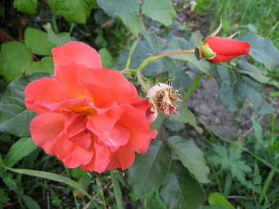 XOLDAA BALSAM FLOWER SEEDS Seed(30 per packet)