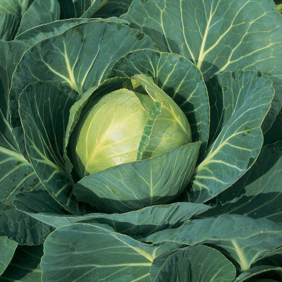 Cloud Farm Cabbage Hybrid Seed(90 per packet)