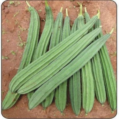 Cloud Farm Long Hybrid Ridge Gourd Seed(77 per packet)