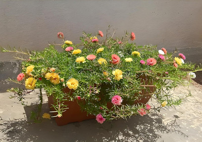 Lorvox 10'0 Clock Flower Seed(55 per packet)